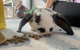 Mini Lop rabbits for sale: Mistach - Image 9