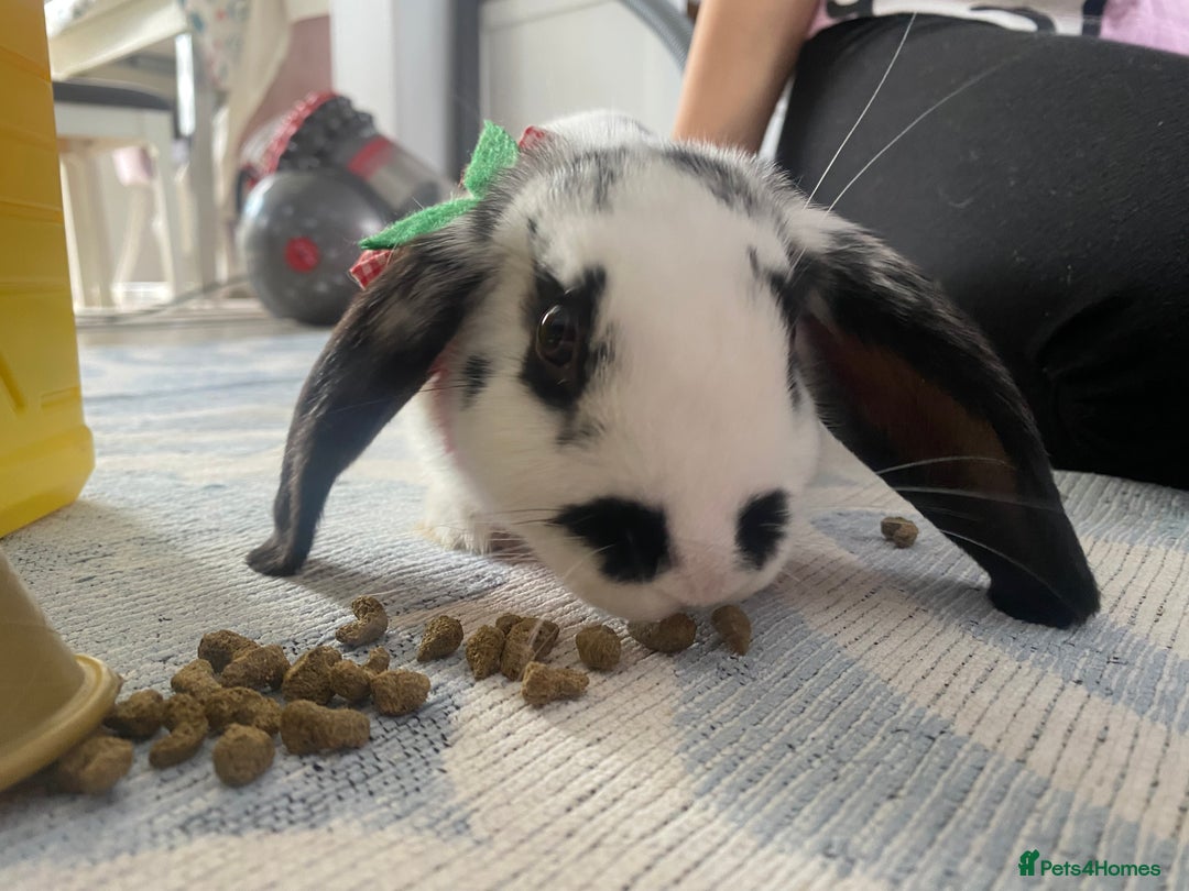 Mini Lop rabbits for sale: Mistach - Image 9