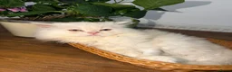 Ragdoll cats for sale: Cute Kittens Looking for Forever Homes - Advert 8