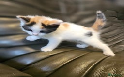 Mixed Breed cats for sale: Cute fluffy mixed kittens.  - Image 1