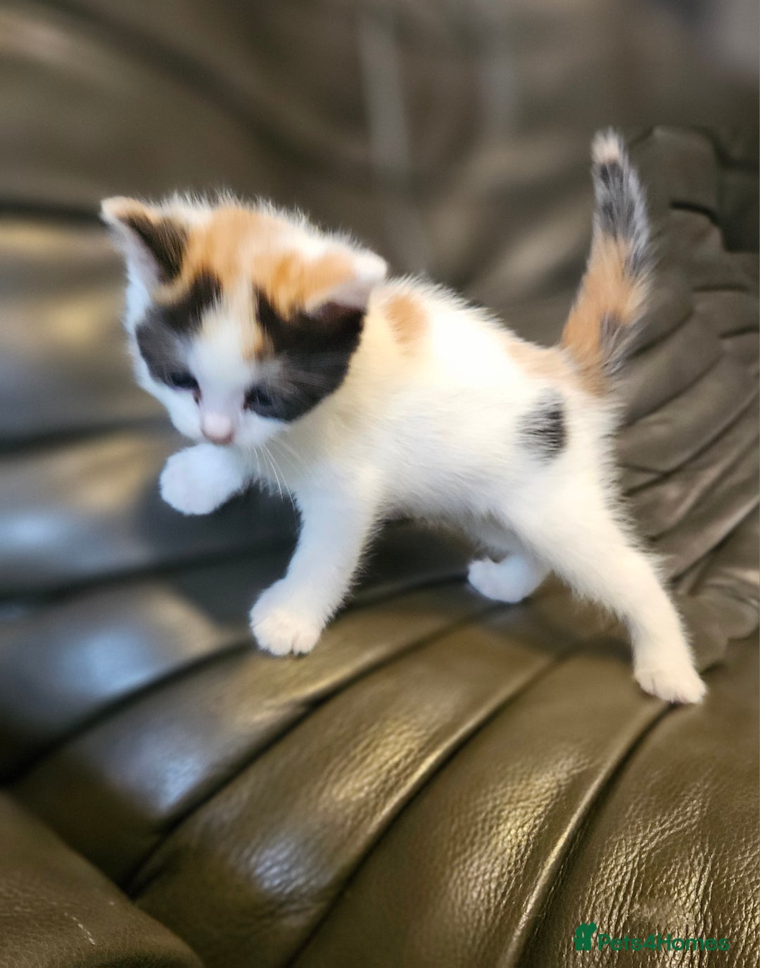 Mixed Breed cats for sale: Cute fluffy mixed kittens.  - Image 1