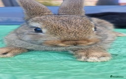 Netherland Dwarf rabbits for sale: Beautiful mixed boy dwarf boys - Image 6