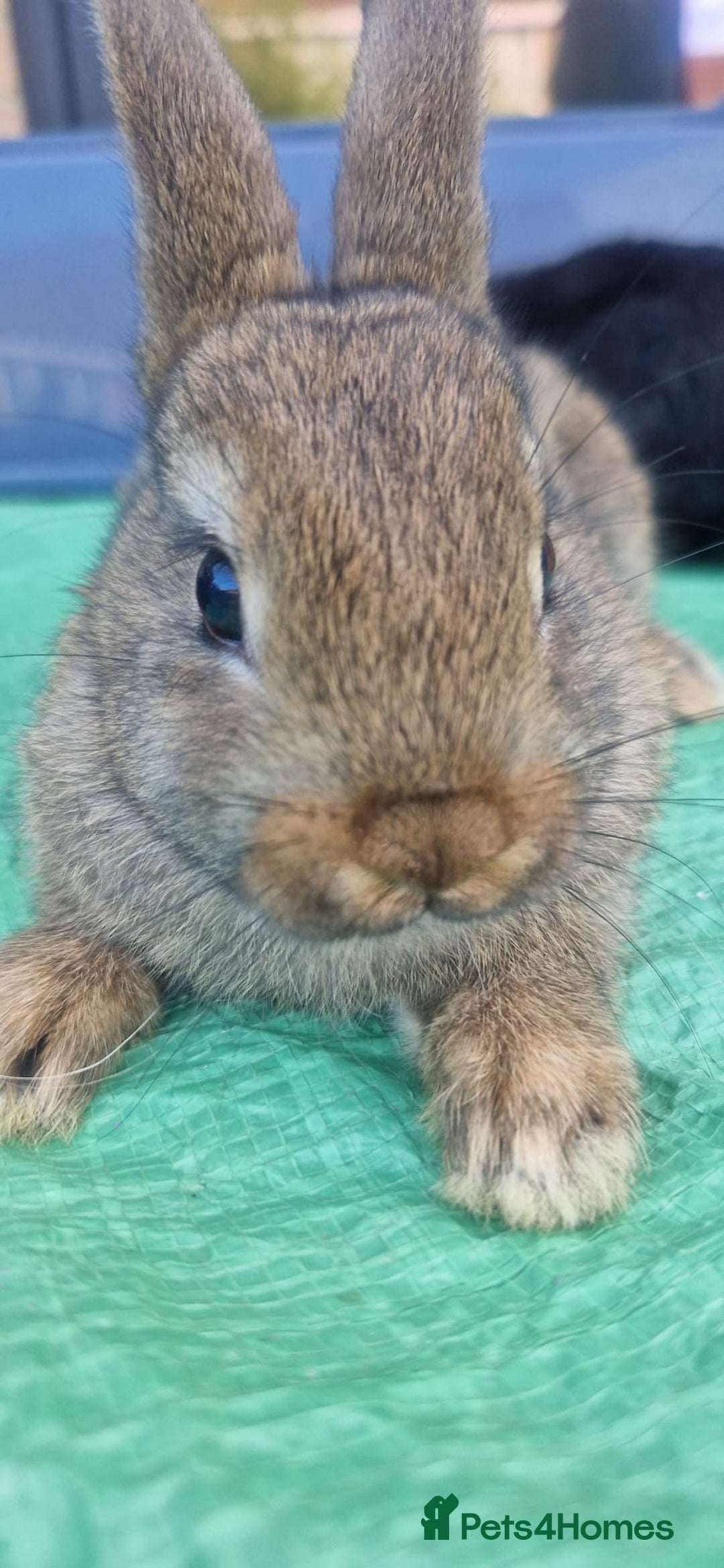 Netherland Dwarf rabbits for sale: Beautiful mixed boy dwarf boys - Image 6