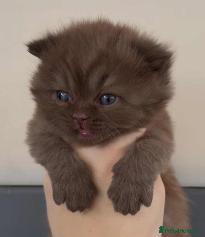 British Shorthair cats Beautiful chunky boys looking new home - Advert 1