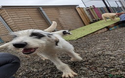 Mixed Breed dogs for adoption: Laura -In Ayr Looking for a home  - Image 2