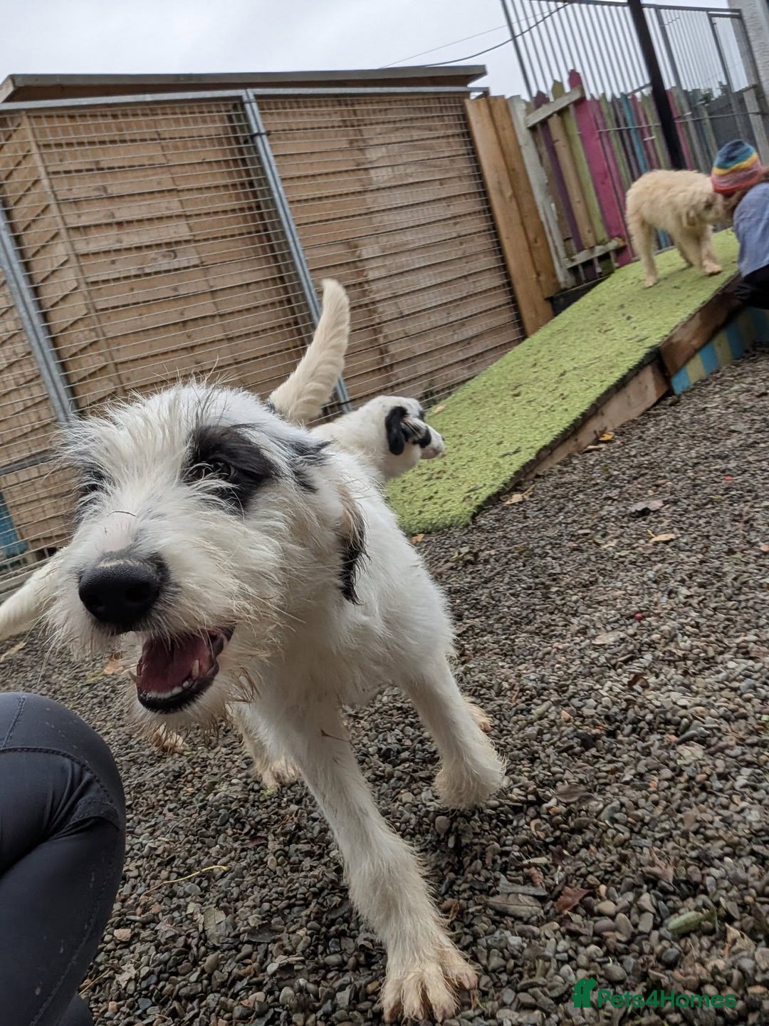 Mixed Breed dogs for adoption: Laura -In Ayr Looking for a home  - Image 2