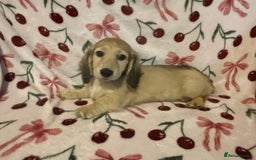 Miniature Dachshund dogs for sale: READY TO GO! Shaded Cream Long Haired Puppies - Image 18