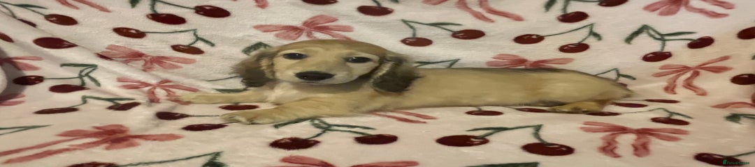 Miniature Dachshund Puppy 1
