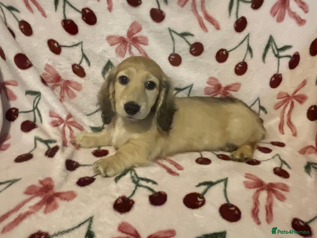 Miniature Dachshund dogs for sale: READY TO GO! Shaded Cream Long Haired Puppies - Image 18