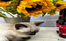 Siamese cats for sale: Siamese baby  - Image 3