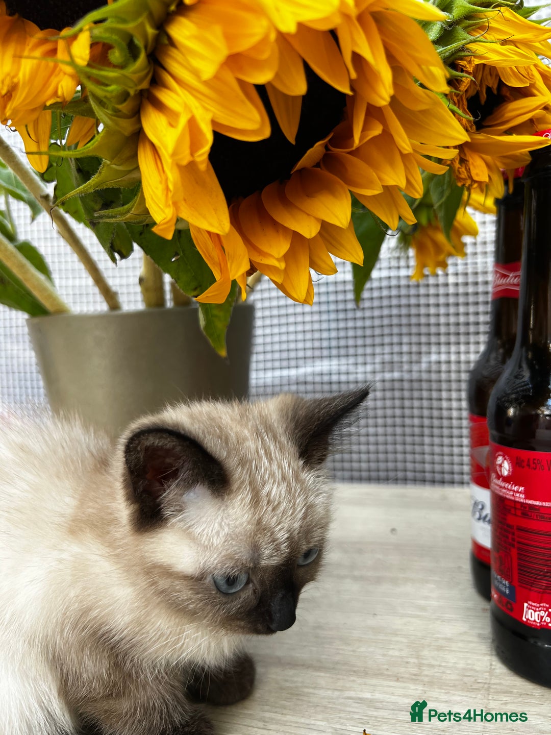 Siamese cats for sale: Siamese baby  - Image 3