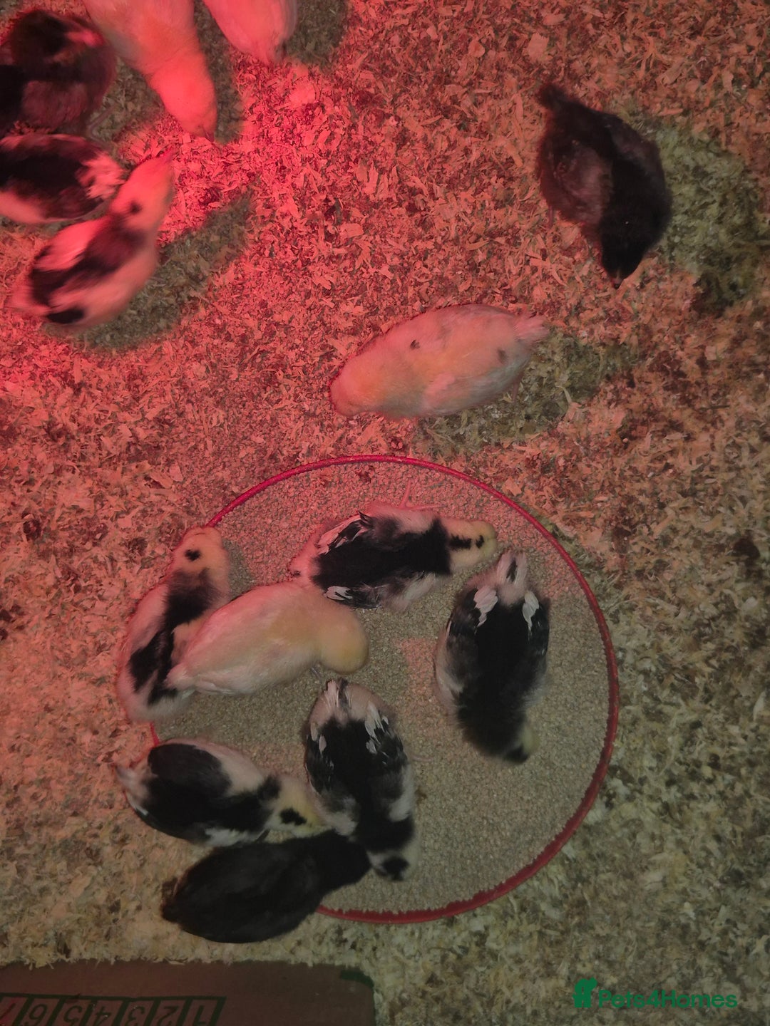 Chickens poultry for sale: Chickens for sale - Image 3