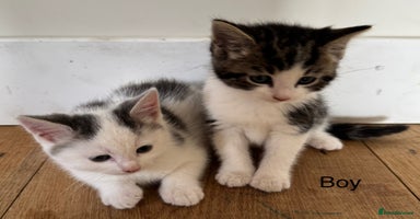Domestic Shorthair cats - Advert 7
