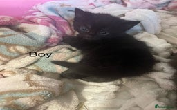 British Shorthair cats for sale: Last 2 kittens 1 boy 1 girl ready now £85 - Image 3