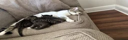 Domestic Shorthair cats for sale: Tabby’s for sale £100 - Advert 1