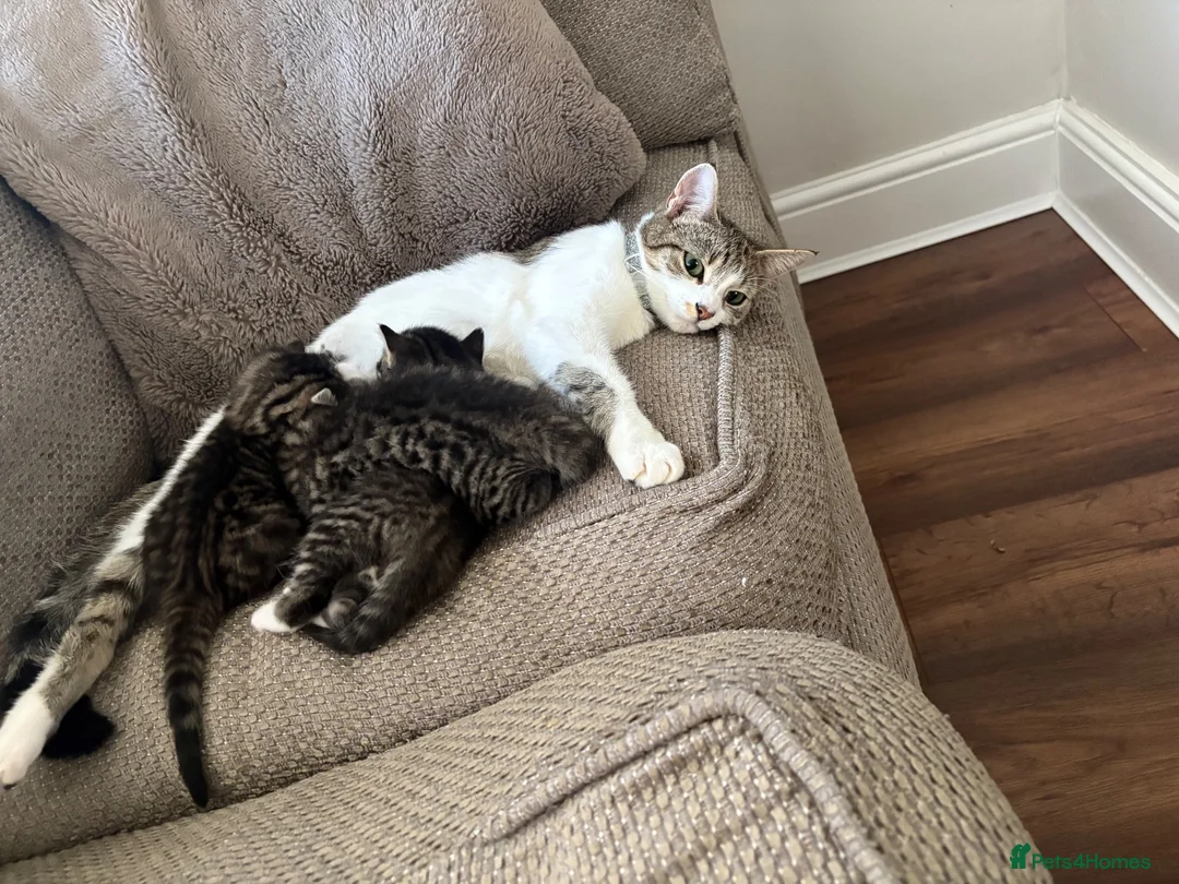 Domestic Shorthair cats for sale: Tabby’s for sale £100 - Advert 1