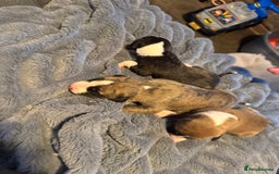 Whippet dogs for sale: Stunning whippets  - Image 2