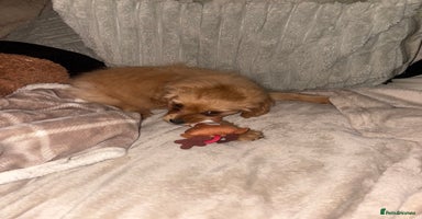 Mixed Breed dogs Cocker Spaniel X Pomeranian - Advert 8