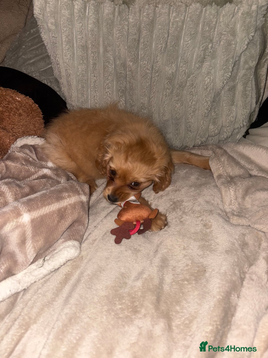 Mixed Breed dogs for sale: Cocker Spaniel X Pomeranian - Advert 3