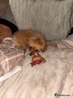 Mixed Breed dogs Cocker Spaniel X Pomeranian - Advert 2