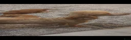 Cavapoo dogs for sale: F1 cavapoo puppies  - Advert 9