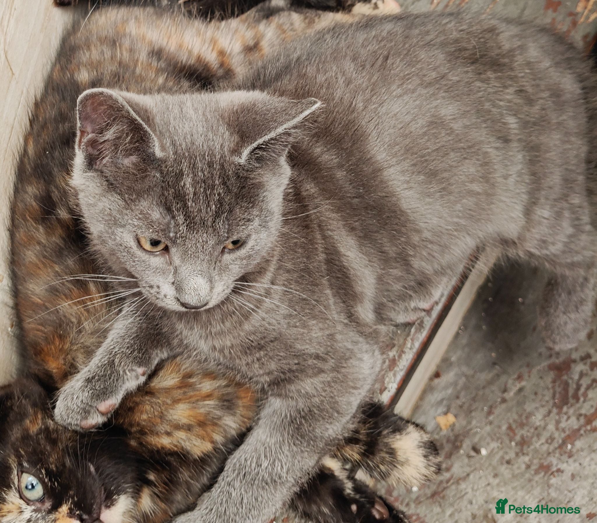 Mixed Breed cats ❤️Last 4 Ready to go Gorgeous kittens❤️ - Advert 2
