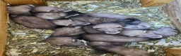 Ferret rodents for sale: Ferret kits ready to leave now - Advert 7