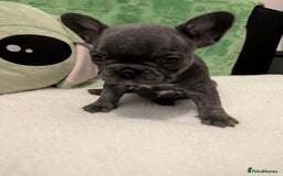 French Bulldog dogs for sale: Beautiful french bulldog puppies  - Advert 22