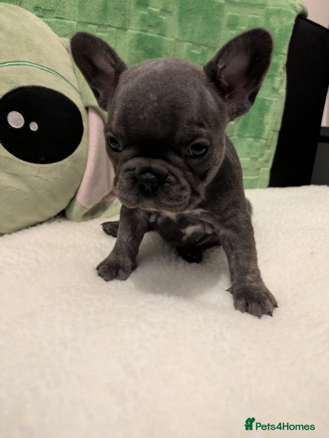 French Bulldog dogs for sale: Beautiful french bulldog puppies  - Advert 22