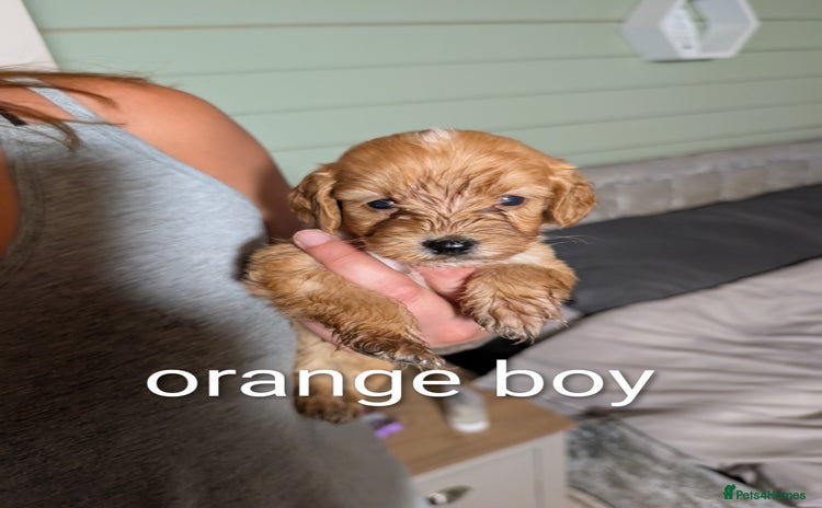 Cockapoo dogs - Advert 8