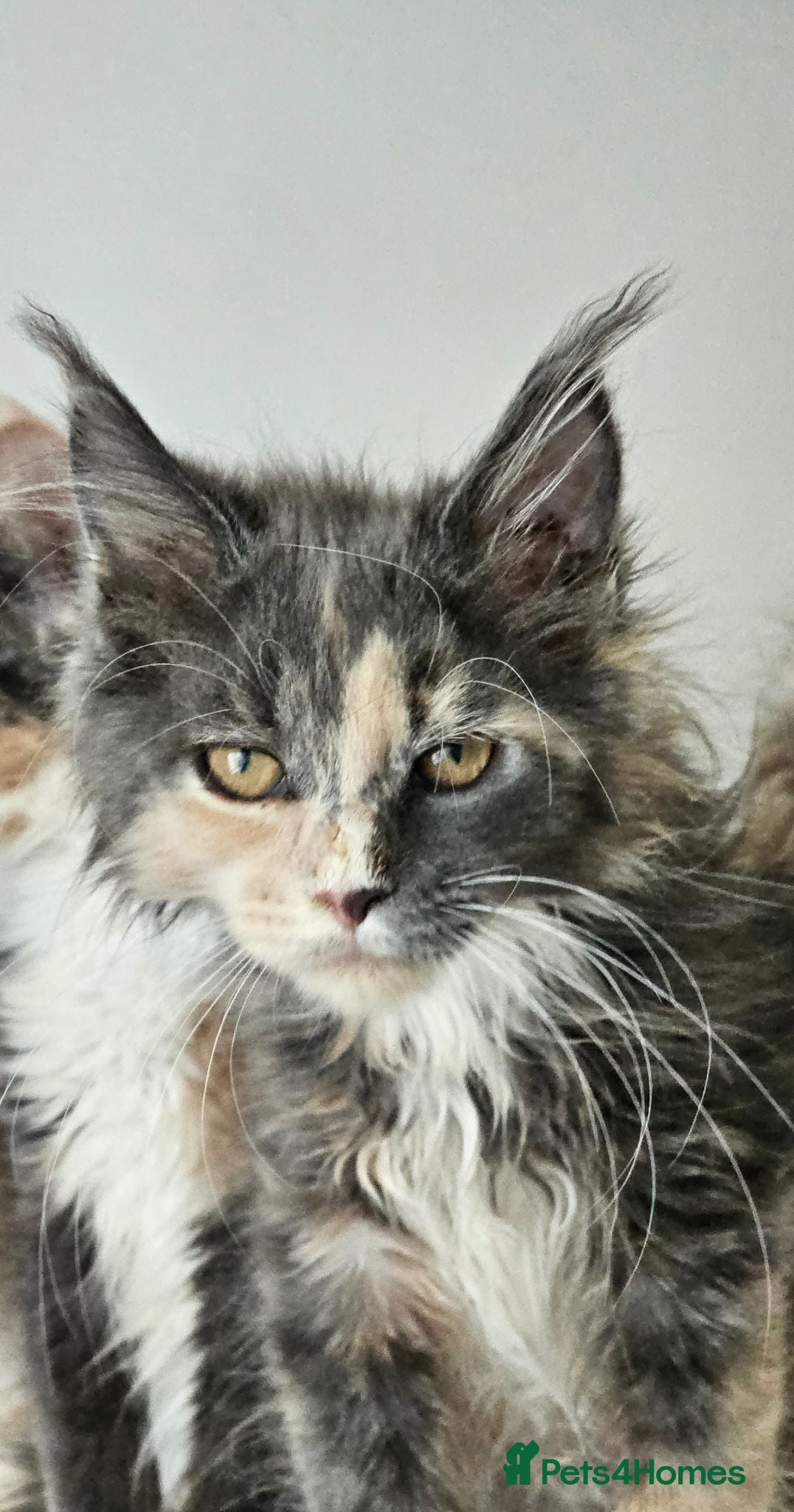 Maine Coon cats Maine coon babies from heath tested parents - Advert 2