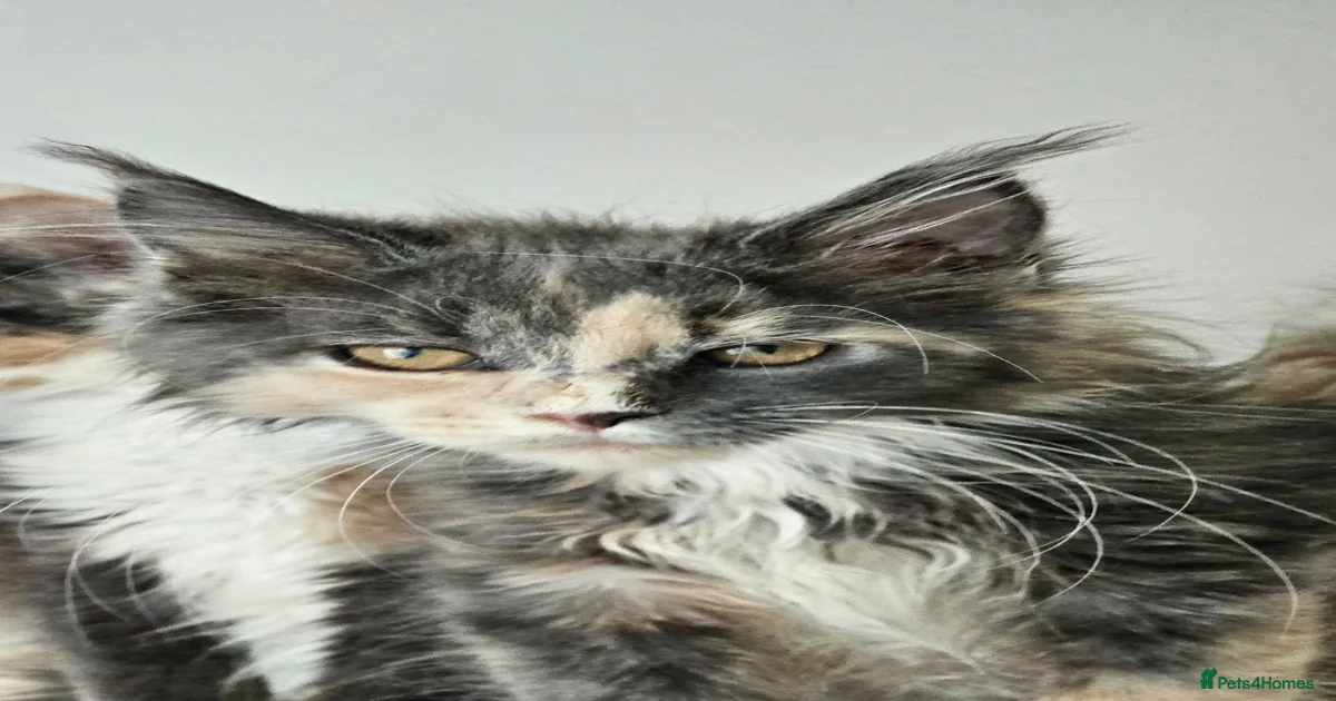 originalImage.jpeg?format=webp&width=120