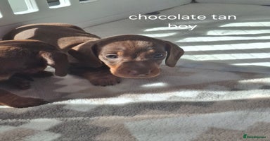 Miniature Dachshund dogs - Advert 4