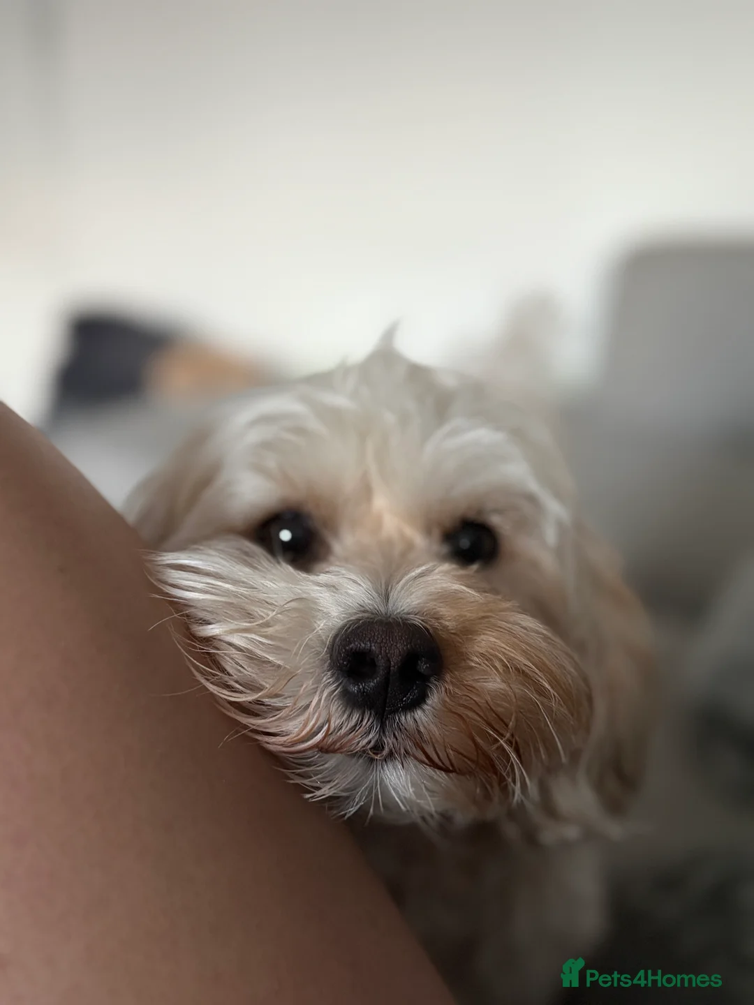 Poochon dogs for stud: Rio: Handsome, Gentle & Ready to Stud ✨ - Advert 7