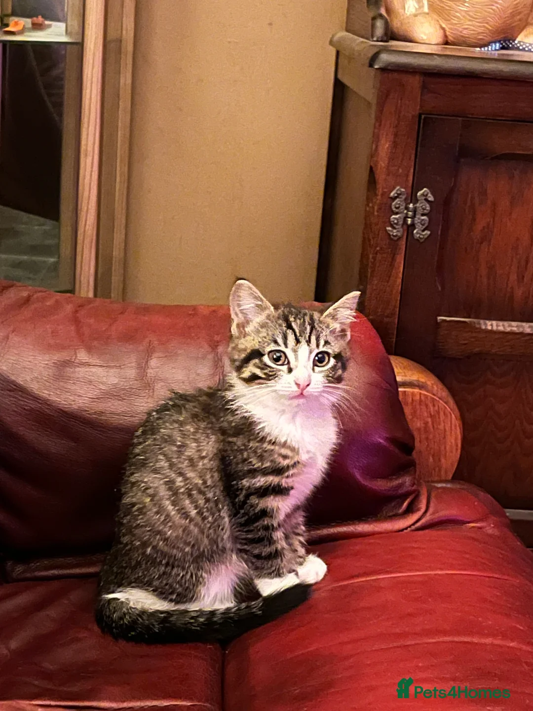 Ragdoll cats for sale: Ragdoll X tortoise shell - Advert 9