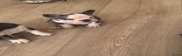 French Bulldog dogs for sale: Husky Pink Frenchies  - Advert 5