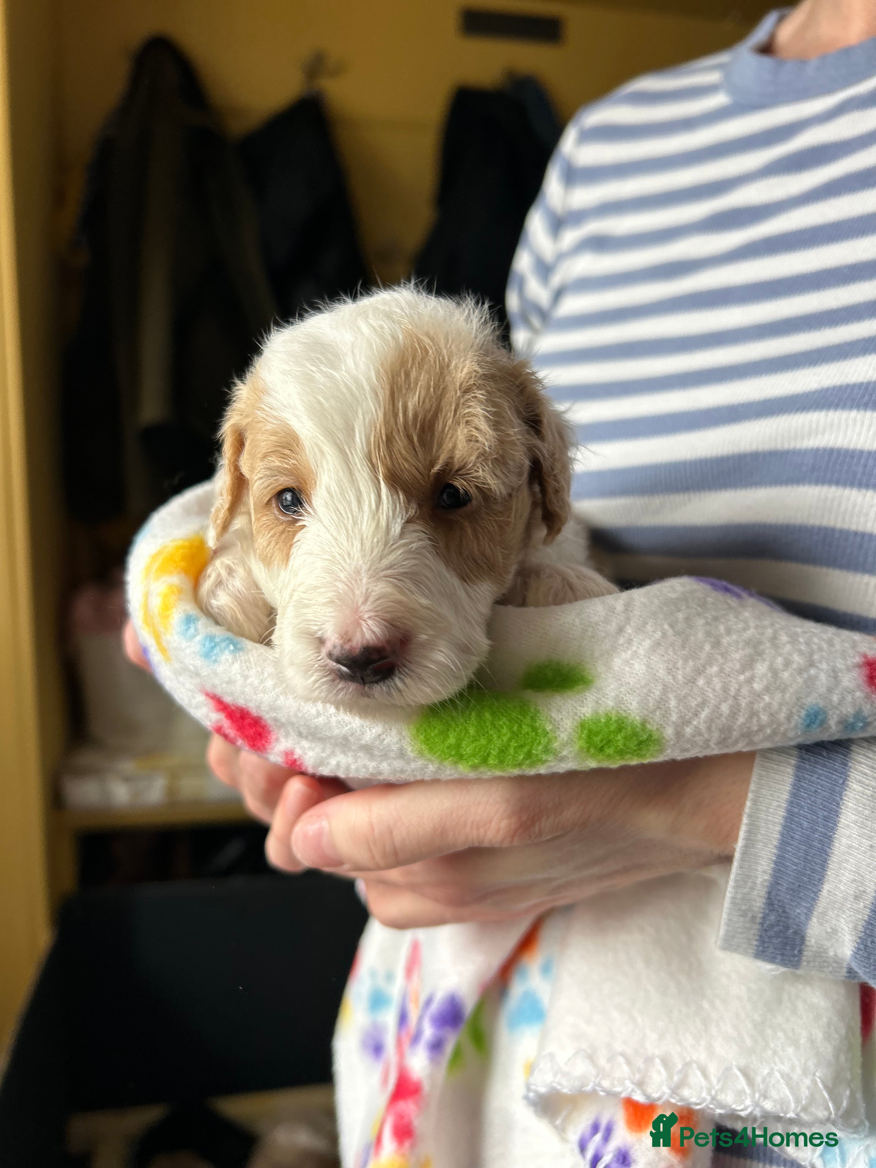 Bordoodle dogs Stunning F1b Bordoodle Puppies - Advert 2