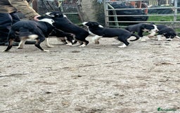 Border Collie dogs for sale: Farm Bred Border Collie Pups - Advert 7