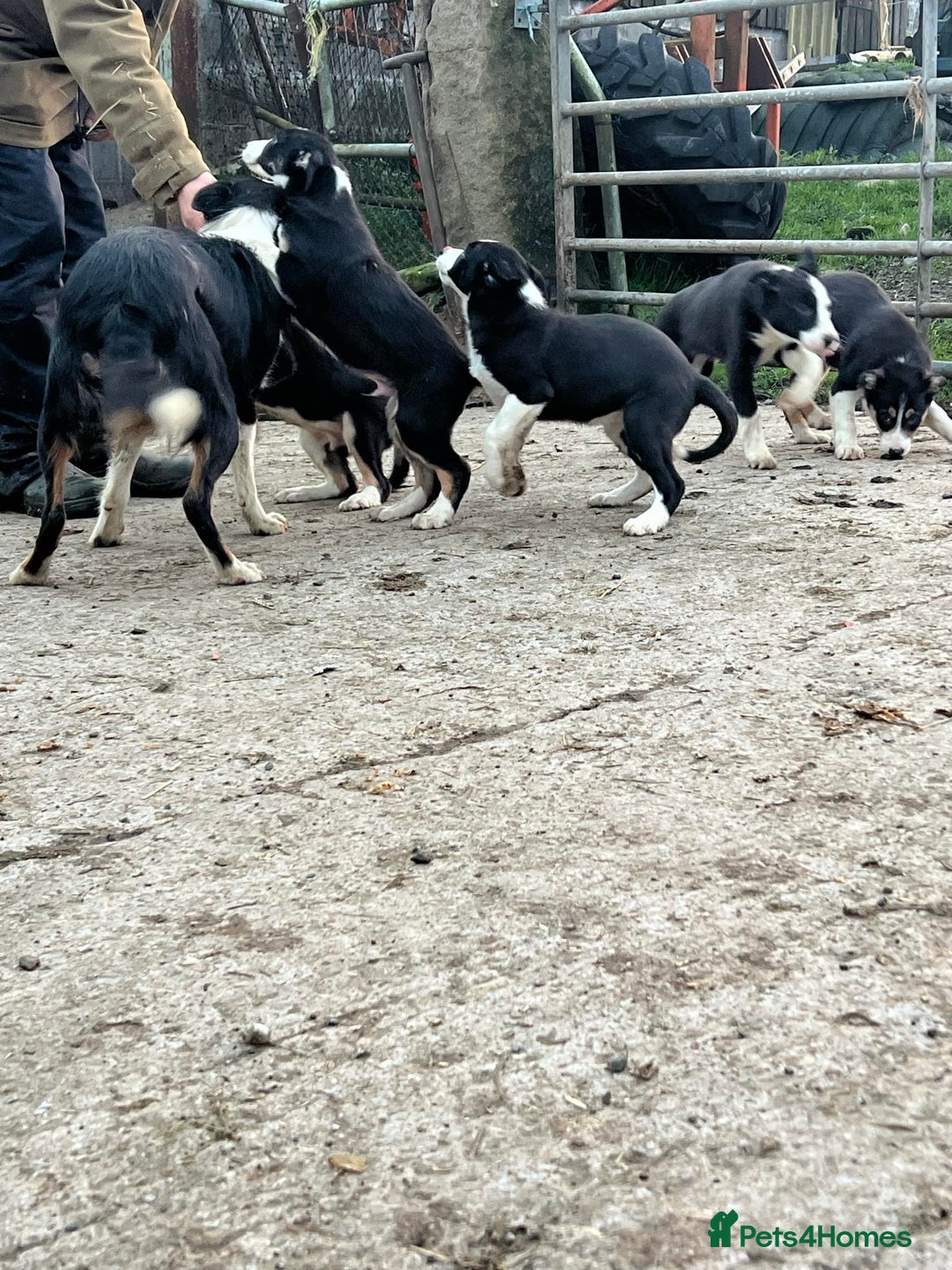 Border Collie dogs for sale: Farm Bred Border Collie Pups - Advert 7