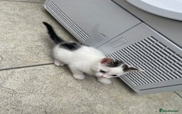 Mixed Breed cats for sale: 1 little kitten  - Image 4