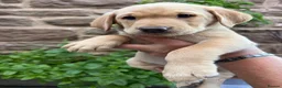 Labrador Retriever dogs for sale: Adorable Kc reg Labrador puppies ready to leave  - Advert 20