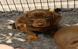 Miniature Dachshund dogs for sale: PRA Clear, KC Reg Miniature Dachshund Girl - Image 5
