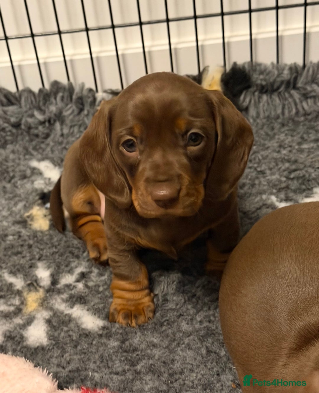 Miniature Dachshund dogs for sale: PRA Clear, KC Reg Miniature Dachshund Girl - Image 5