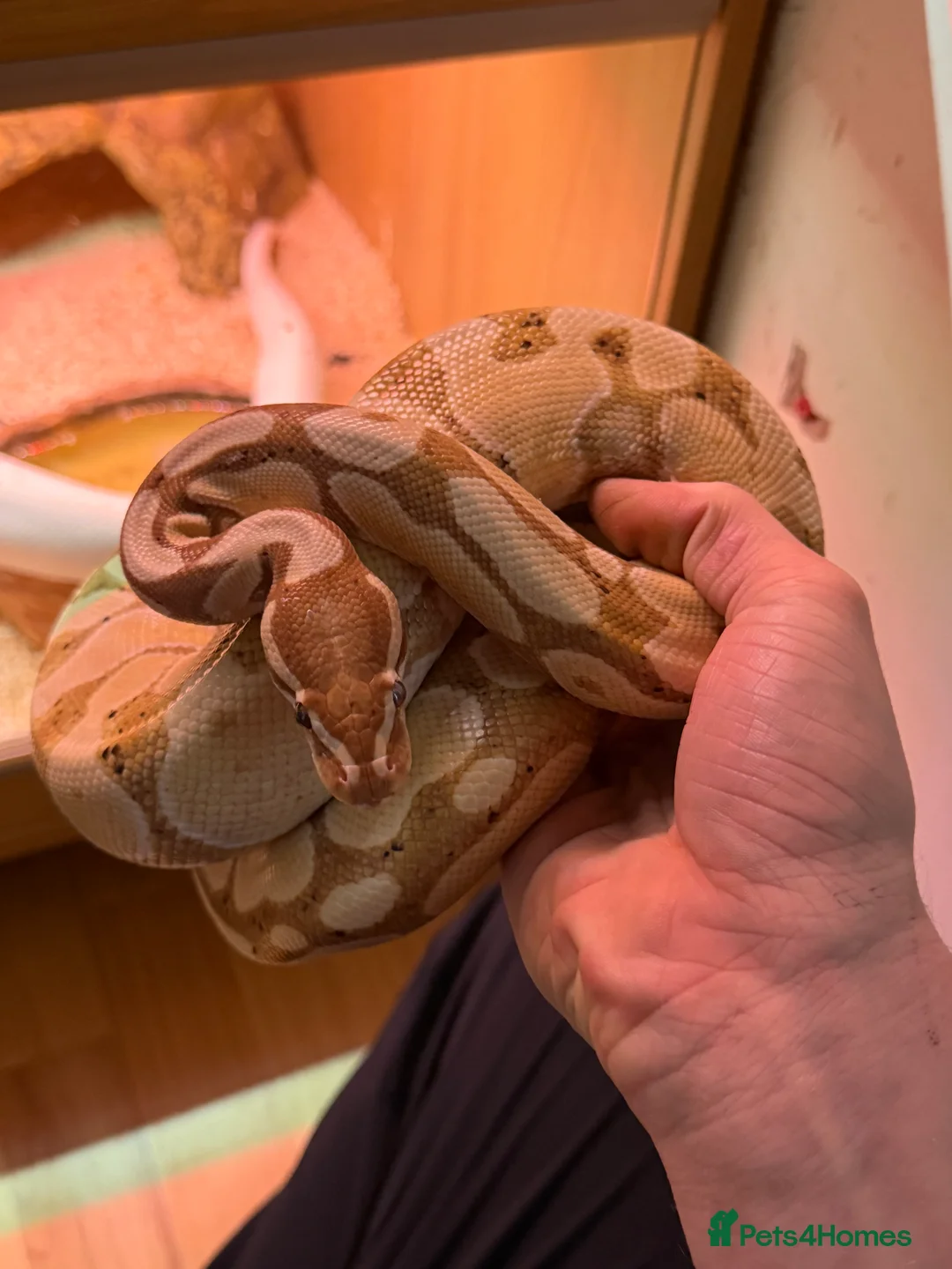 Python Snake reptiles for sale: M/F Royal Python Pair Banana(F) Superfire(M) in Dereham - Advert 7