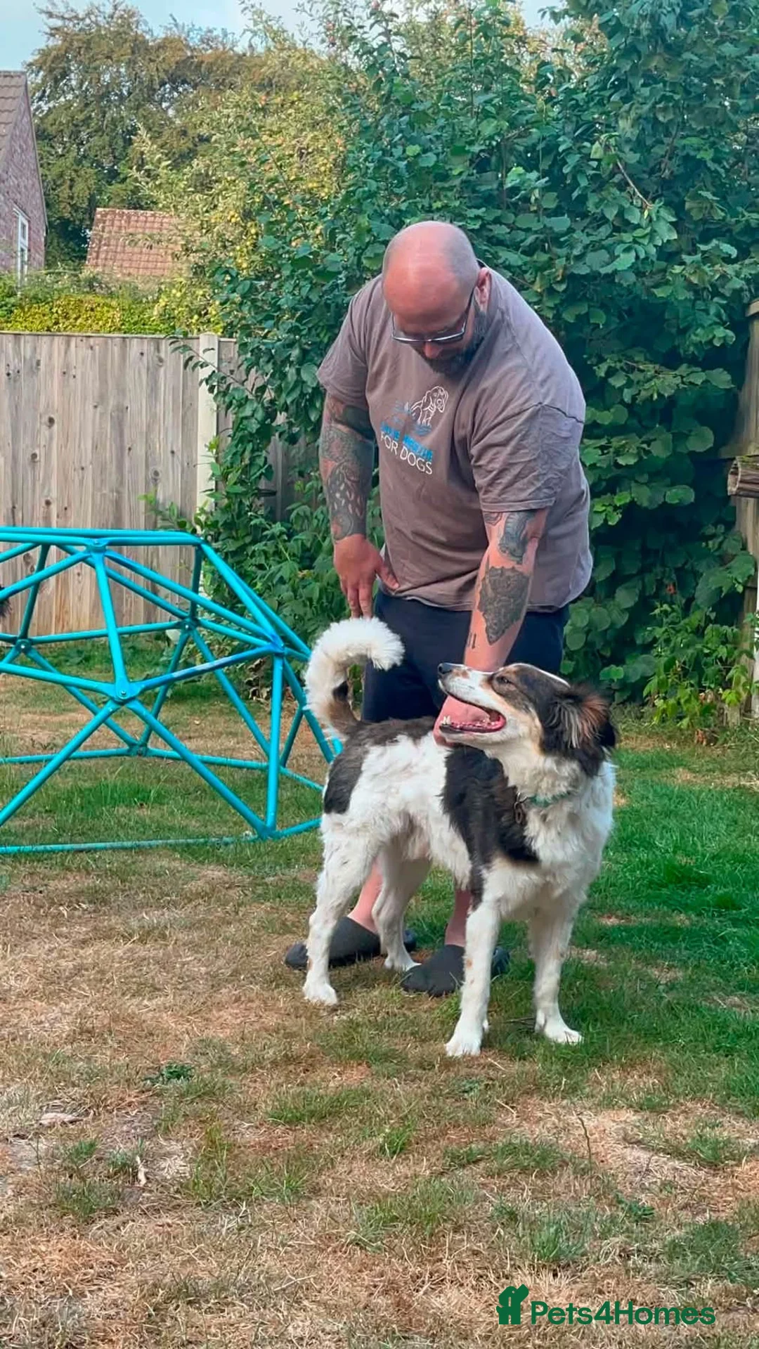 Mixed Breed dogs for adoption: Kori - Badersfield Norfolk  - Advert 23