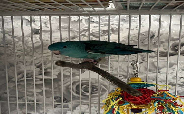 Parakeets birds - Advert 5