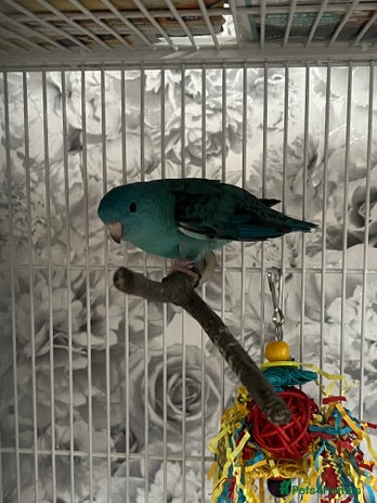 Parakeets birds - Advert 17