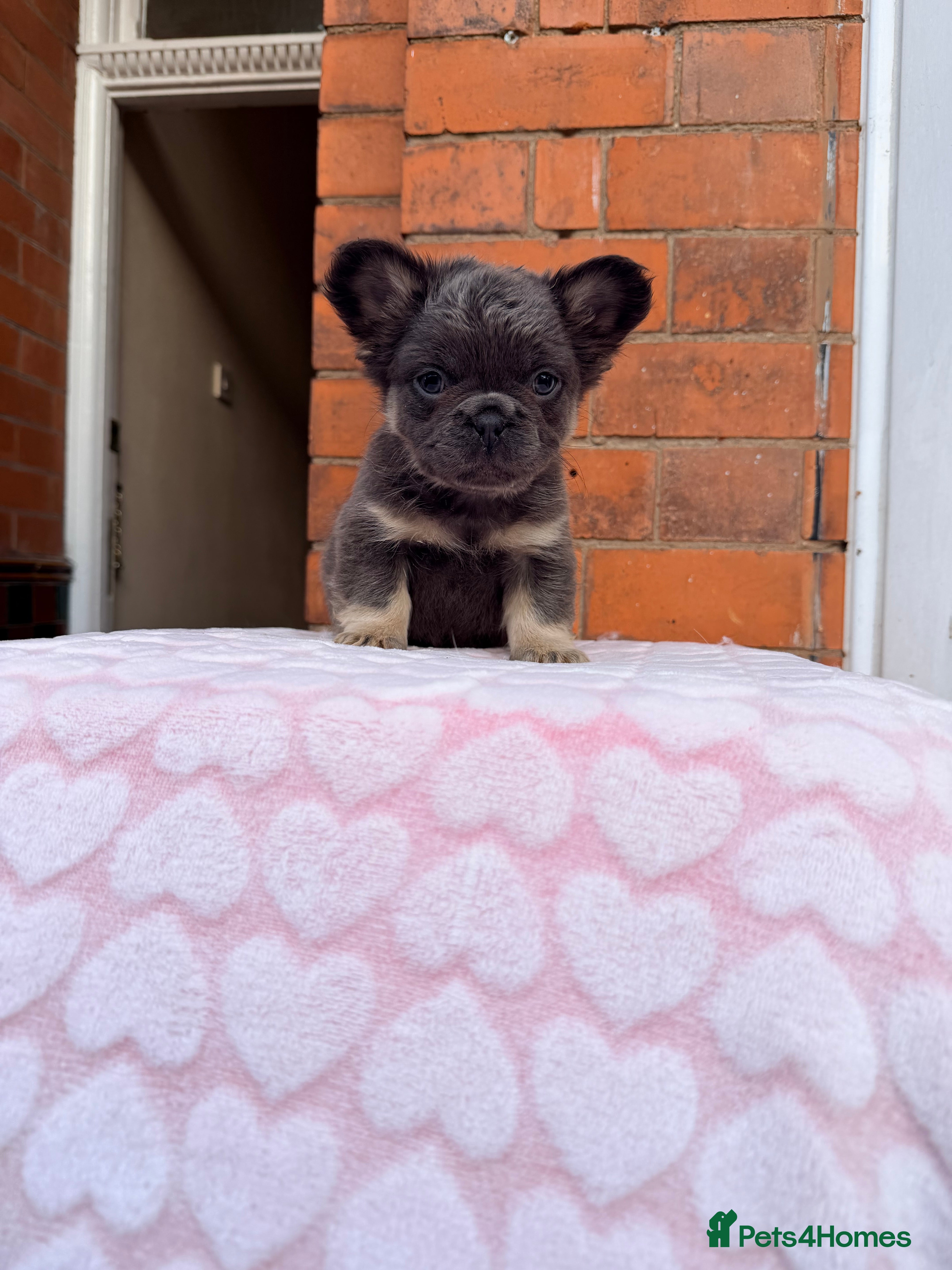 French Bulldog dogs Fluffy beautiful French bulldog baby’s  - Advert 6