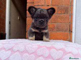 French Bulldog dogs Fluffy beautiful French bulldog baby’s - Advert 4