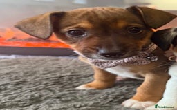 Jack Russell dogs for sale: Jack Russell puppy  - Image 3